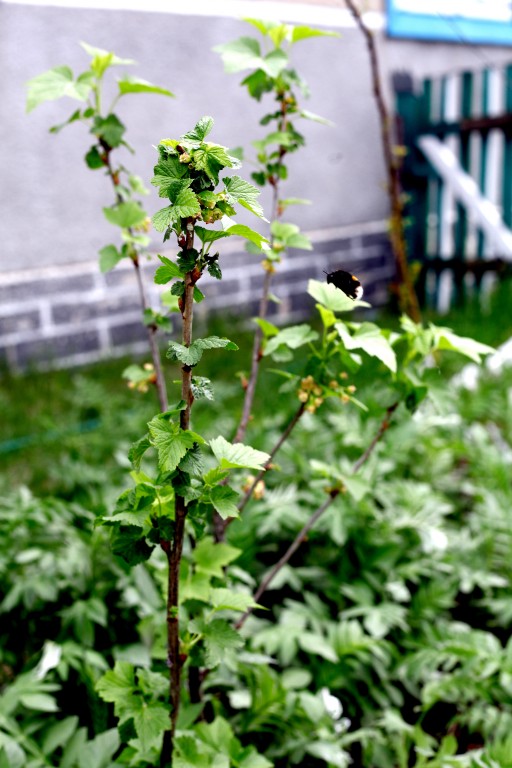 куст смородини роботодавець