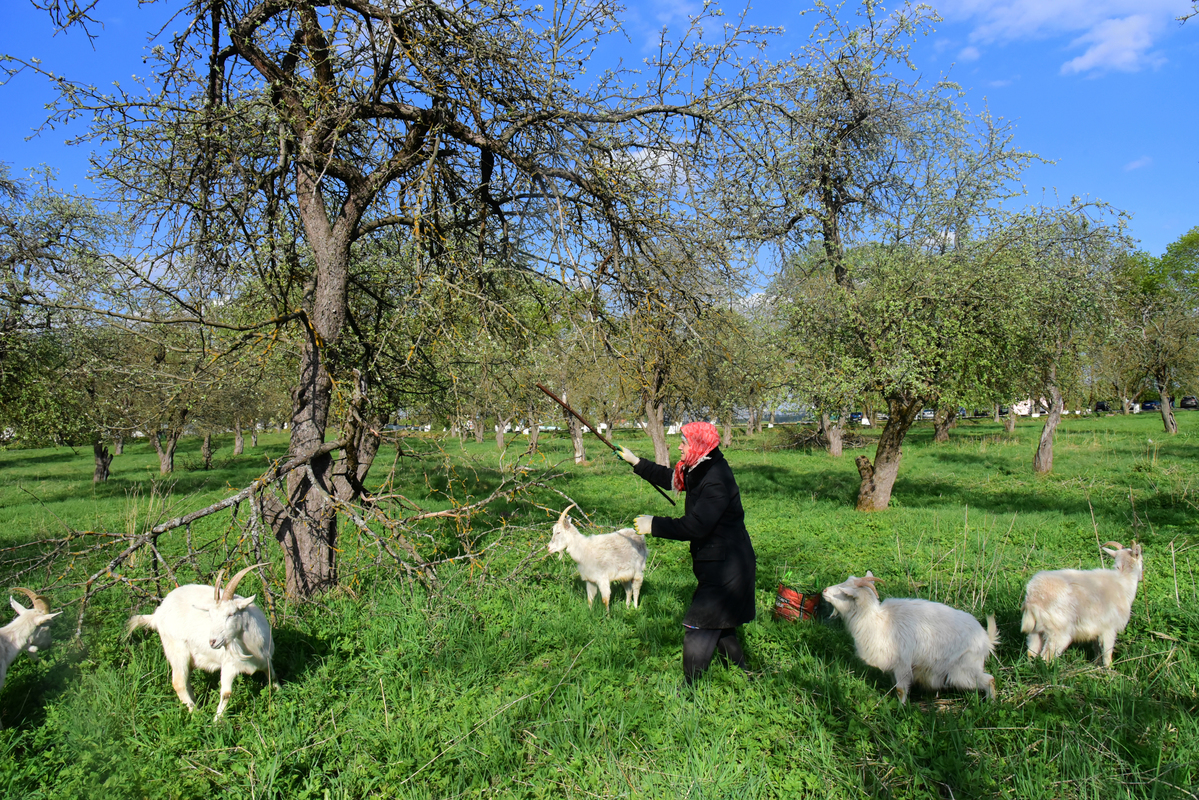 Яблони не зацветут
