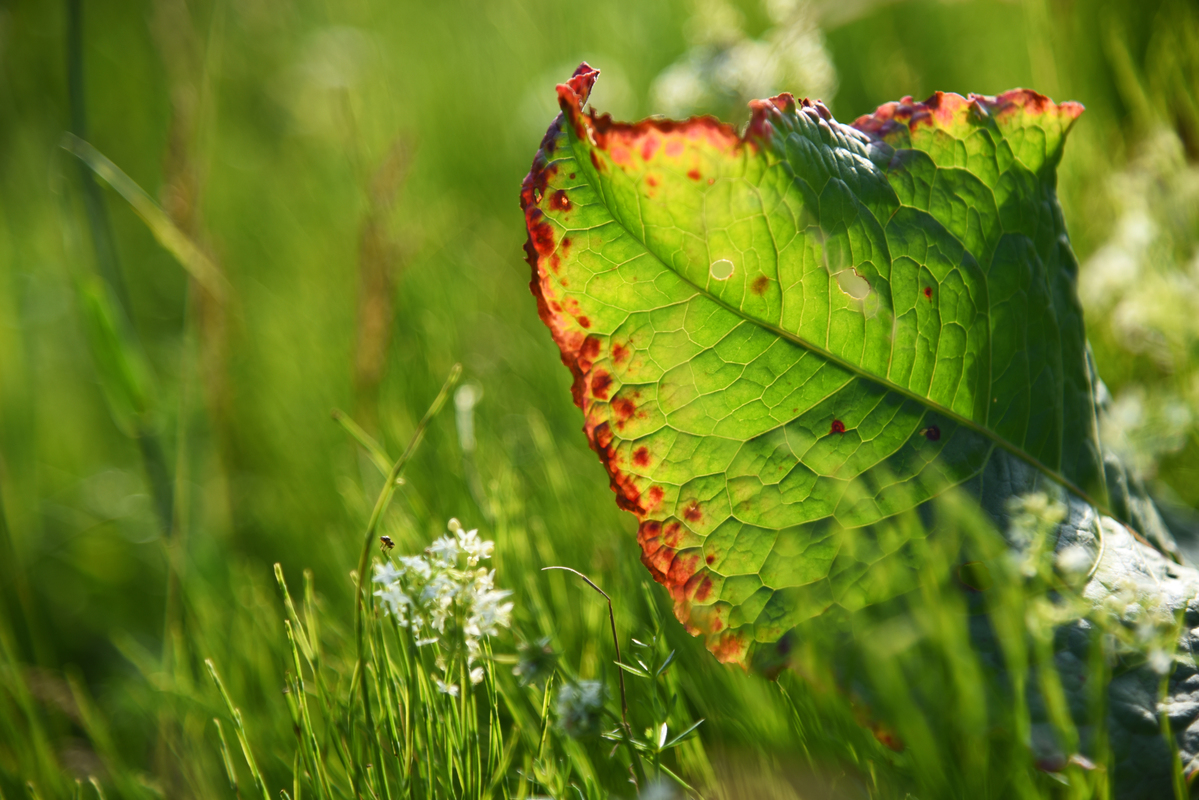 Привет с Андреевского луга