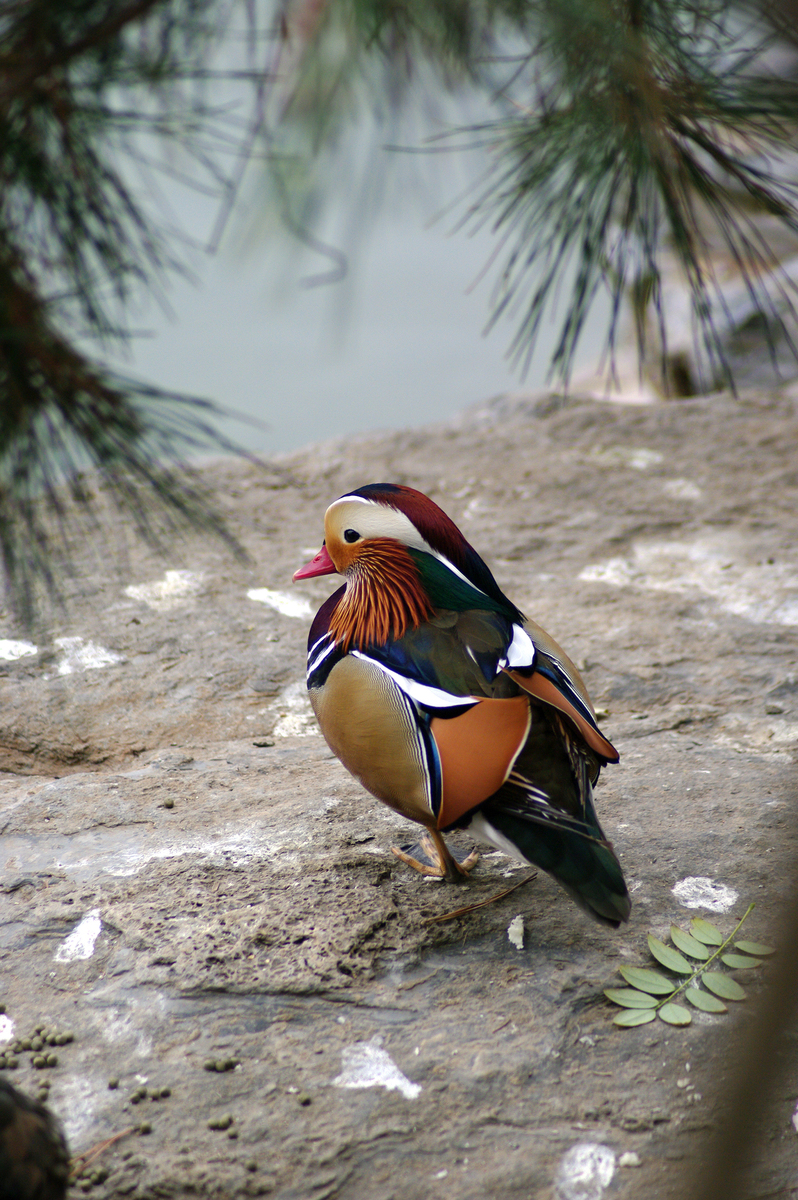 Качка-мандаринка