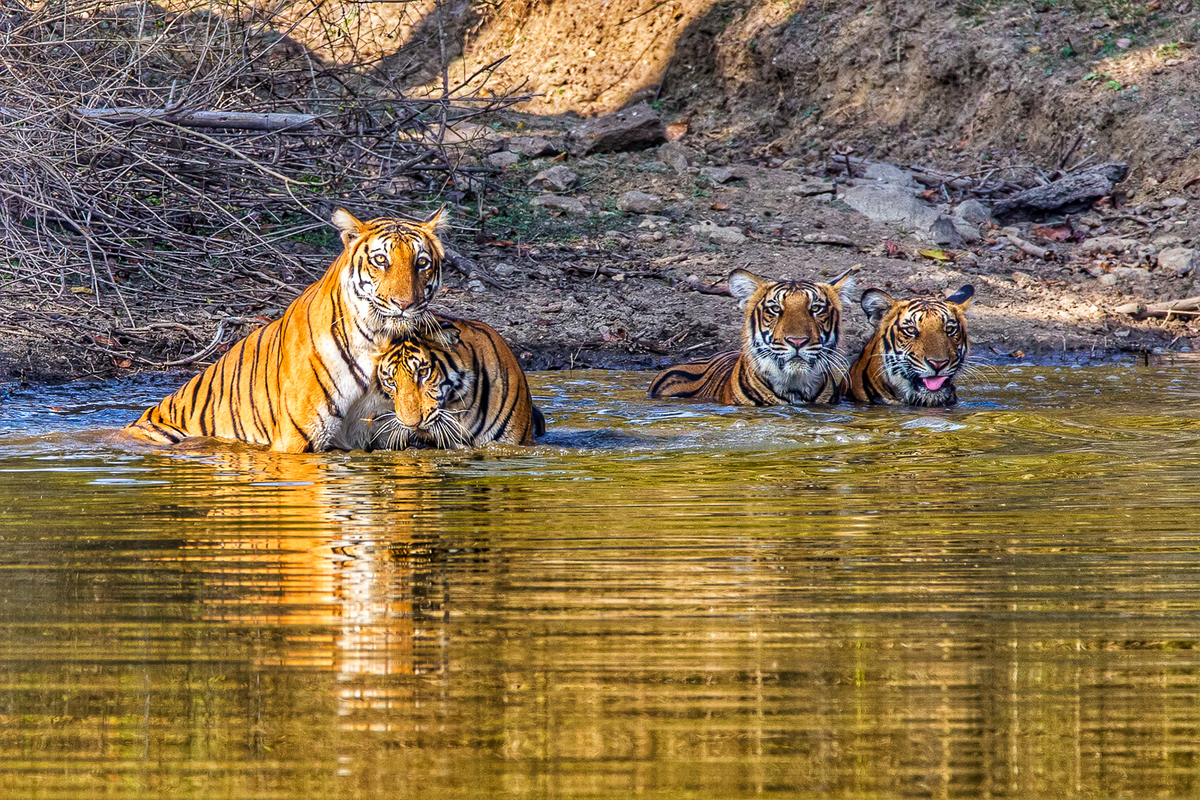 Mother and the Subadults