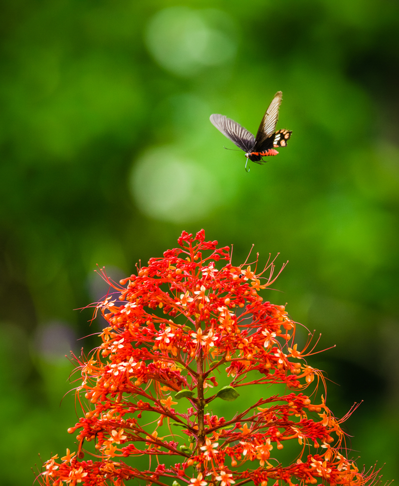 Selecting Flowers