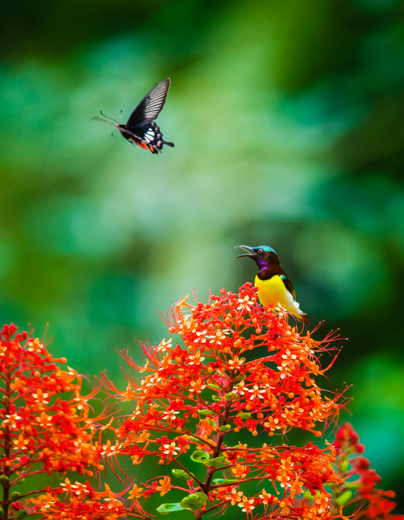 Select other flower friend