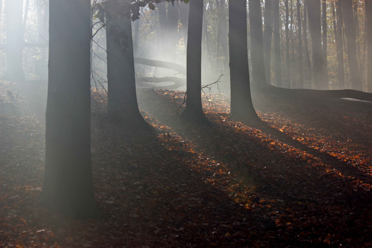 Містичний ліс