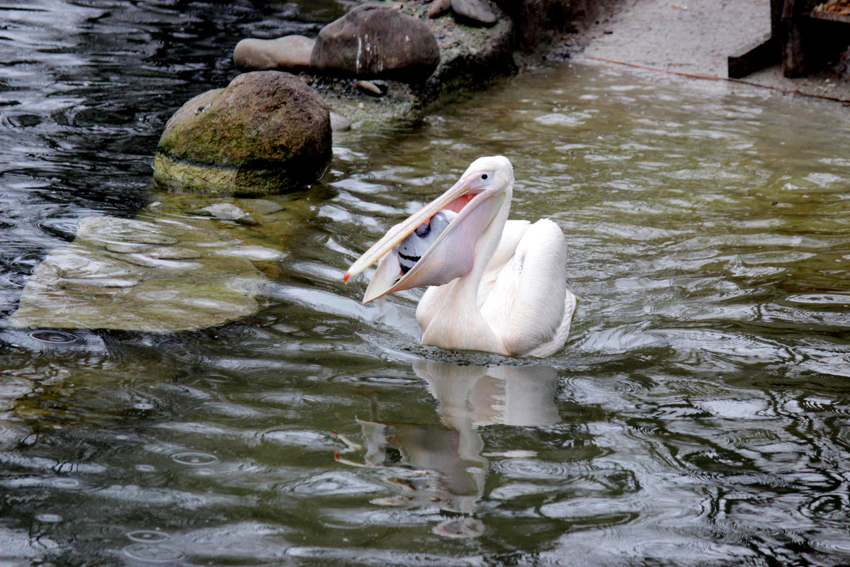 Ненажерливий пелікан. Спіймав.