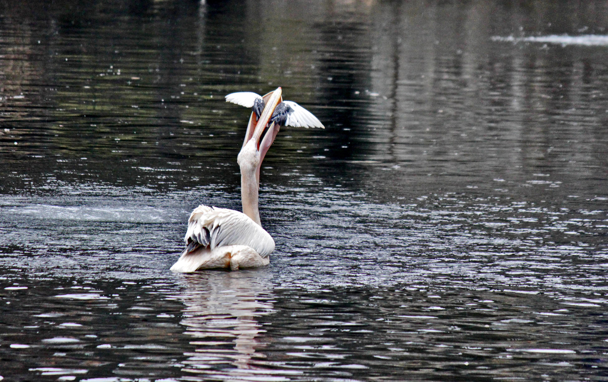 Ненажерливий пелікан.Голуб має надію