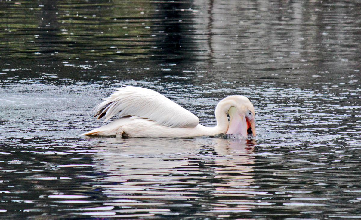 Ненажерливий пелікан притоплює свою здобич.