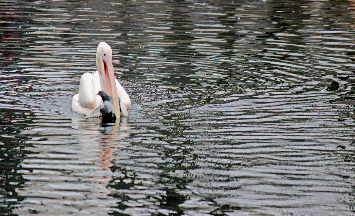Ненажерливий пелікан. Голуб втрачає надію.