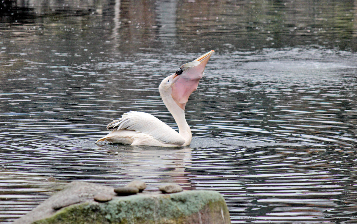 Ненажерливий пелікан. Боротьба скінчена.