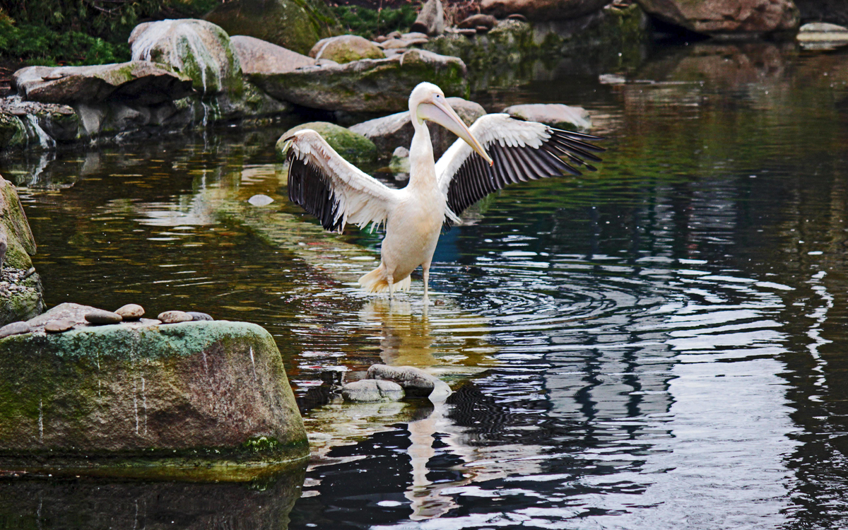 Ненажерливий пелікан. Переможець.