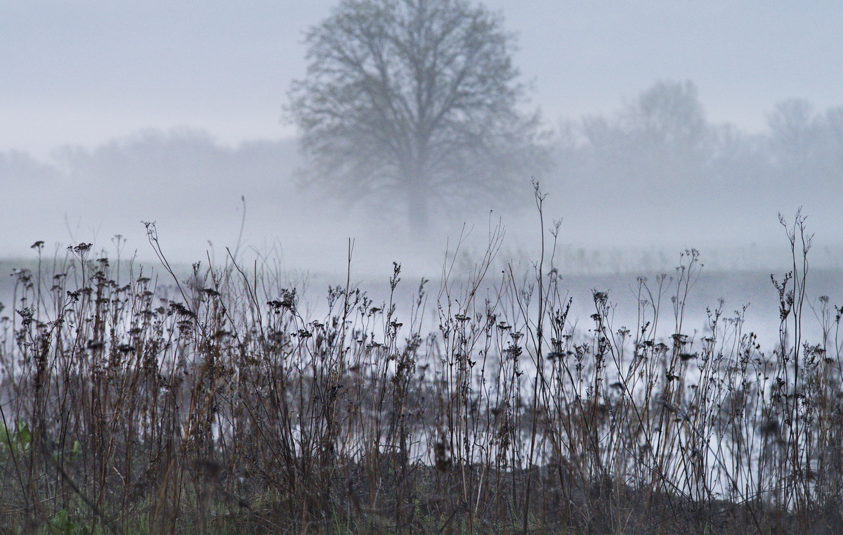 Туманное утро
