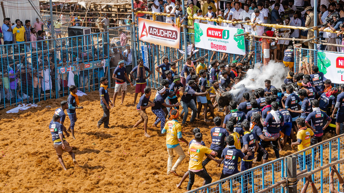 JALLIKATTU 01