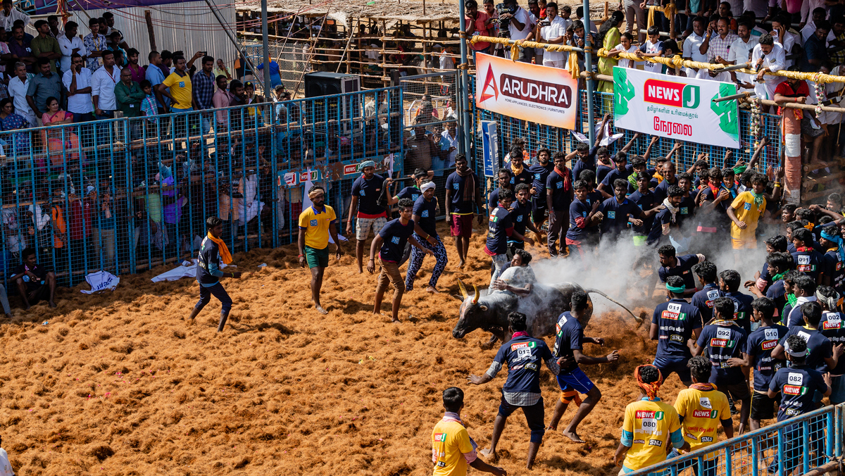JALLIKATTU 04