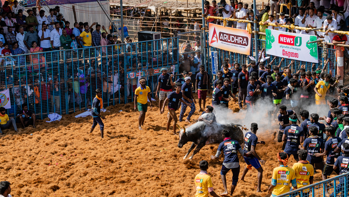 JALLIKATTU 05