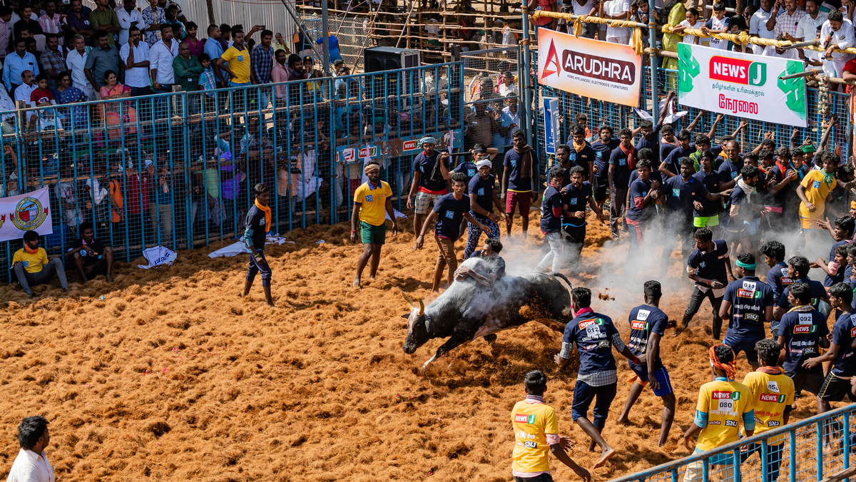 JALLIKATTU 06