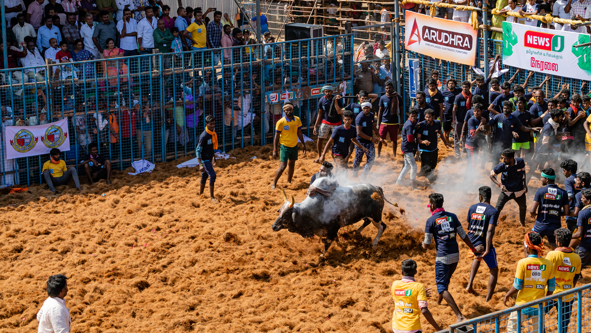 JALLIKATTU 07
