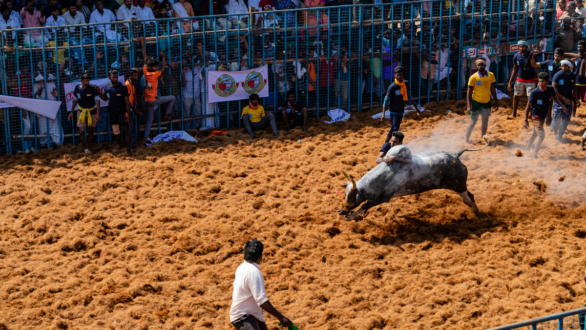 JALLIKATTU 08