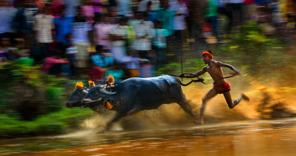kambala