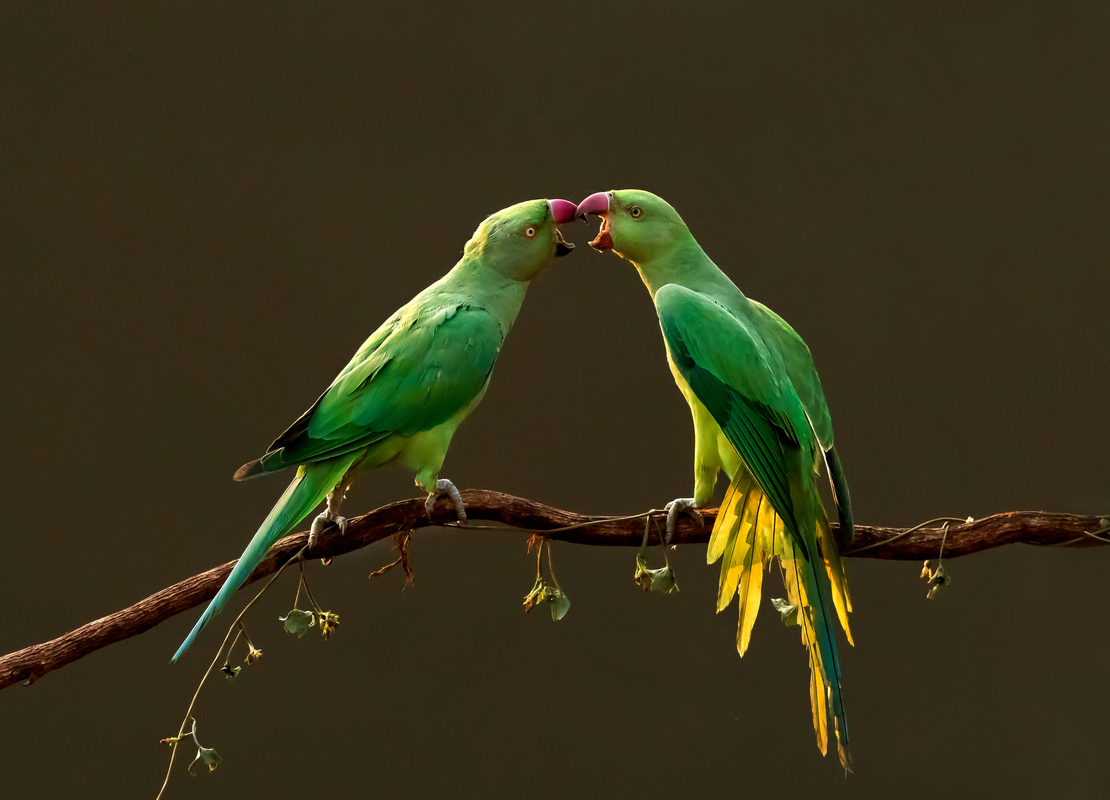 love birds