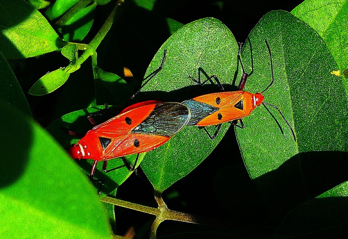 BUGS MATING