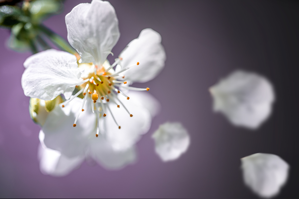 будет вишня