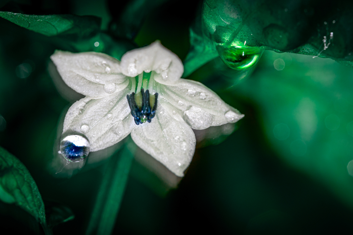 вечерние капли