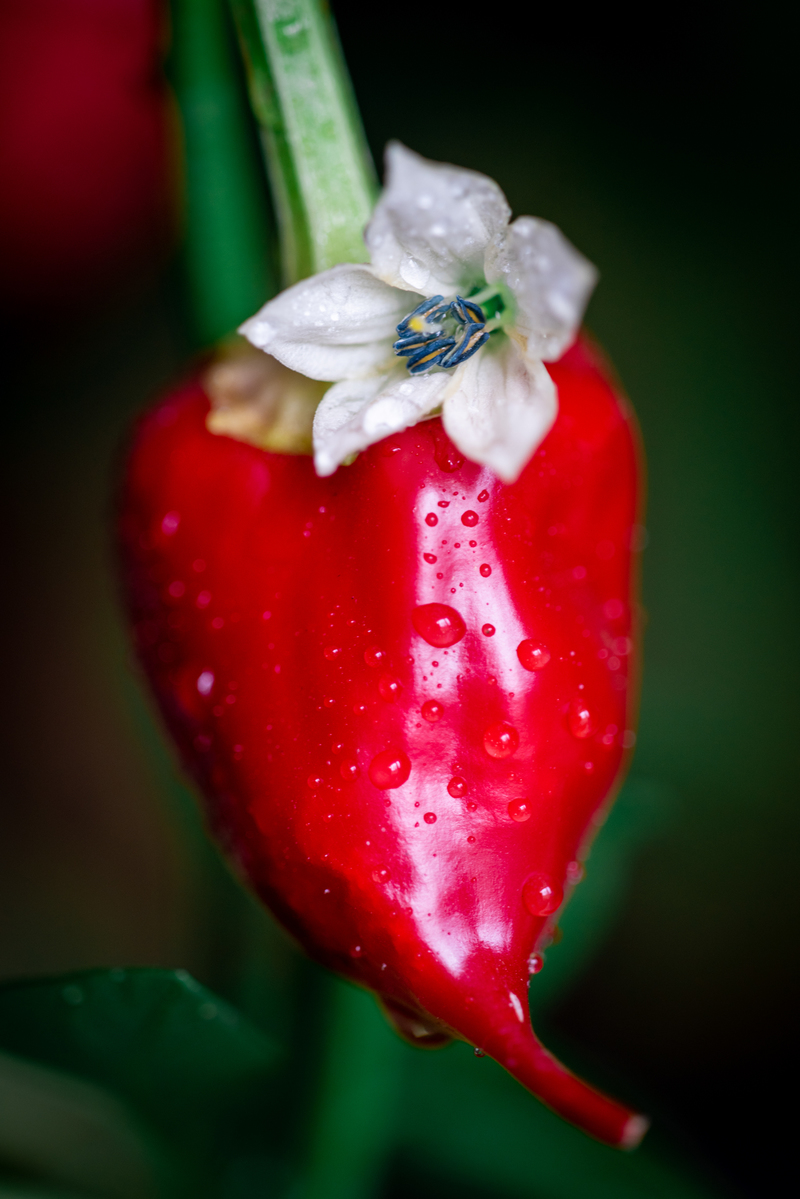 молодой и зрелый