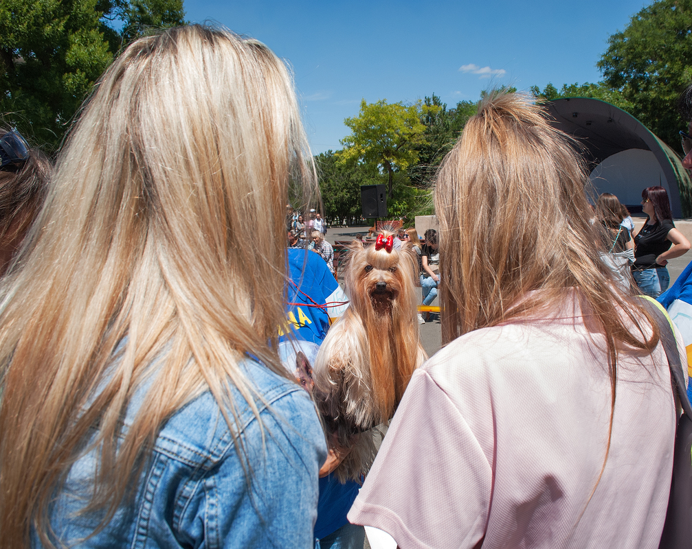 Вот такие они - йорки