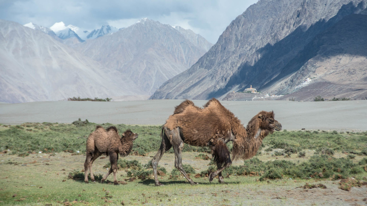 Following the mother