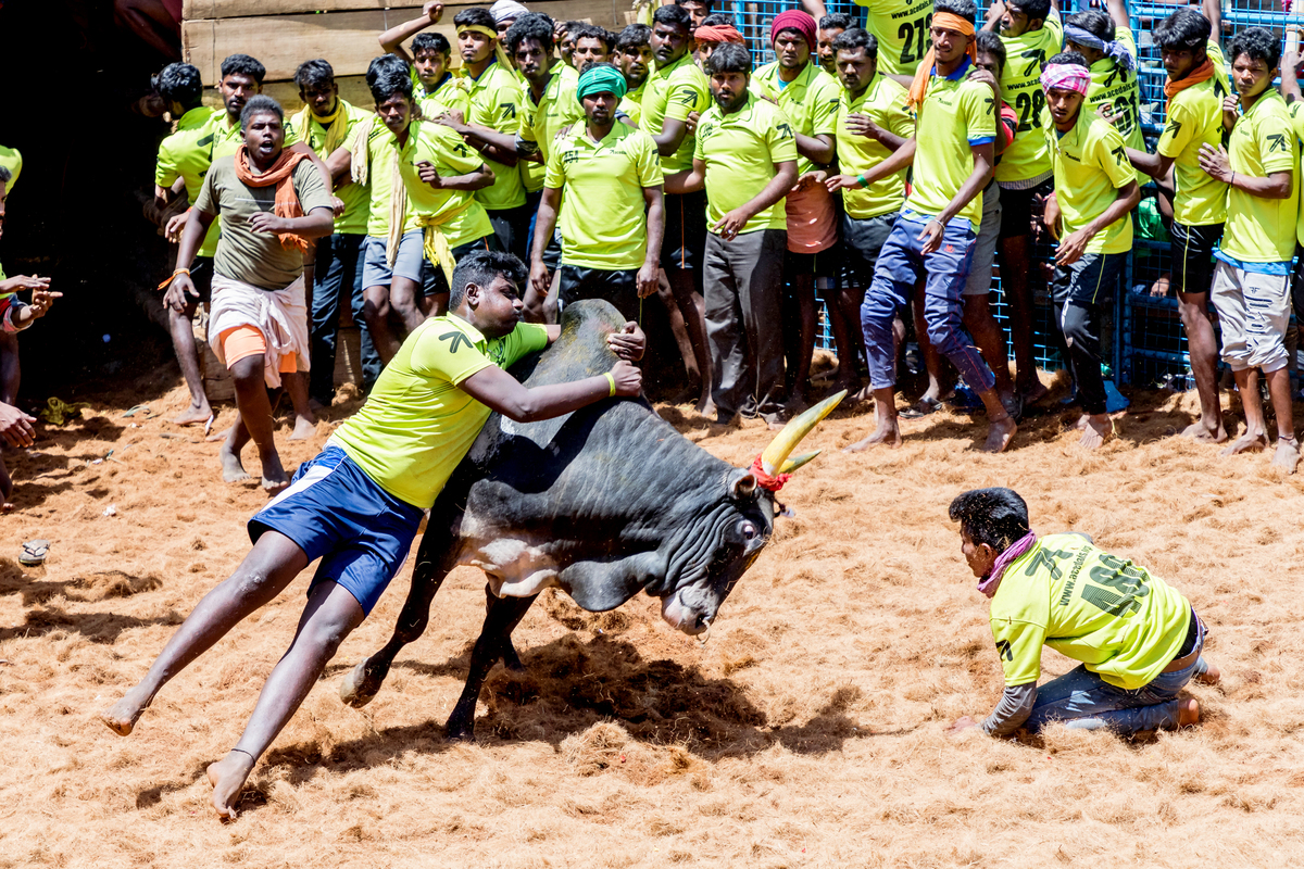 THENI JALLIKATTU
