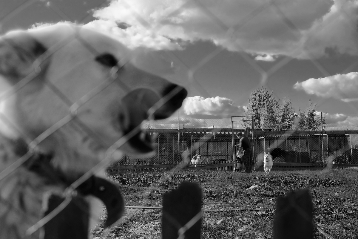 Верные друзья