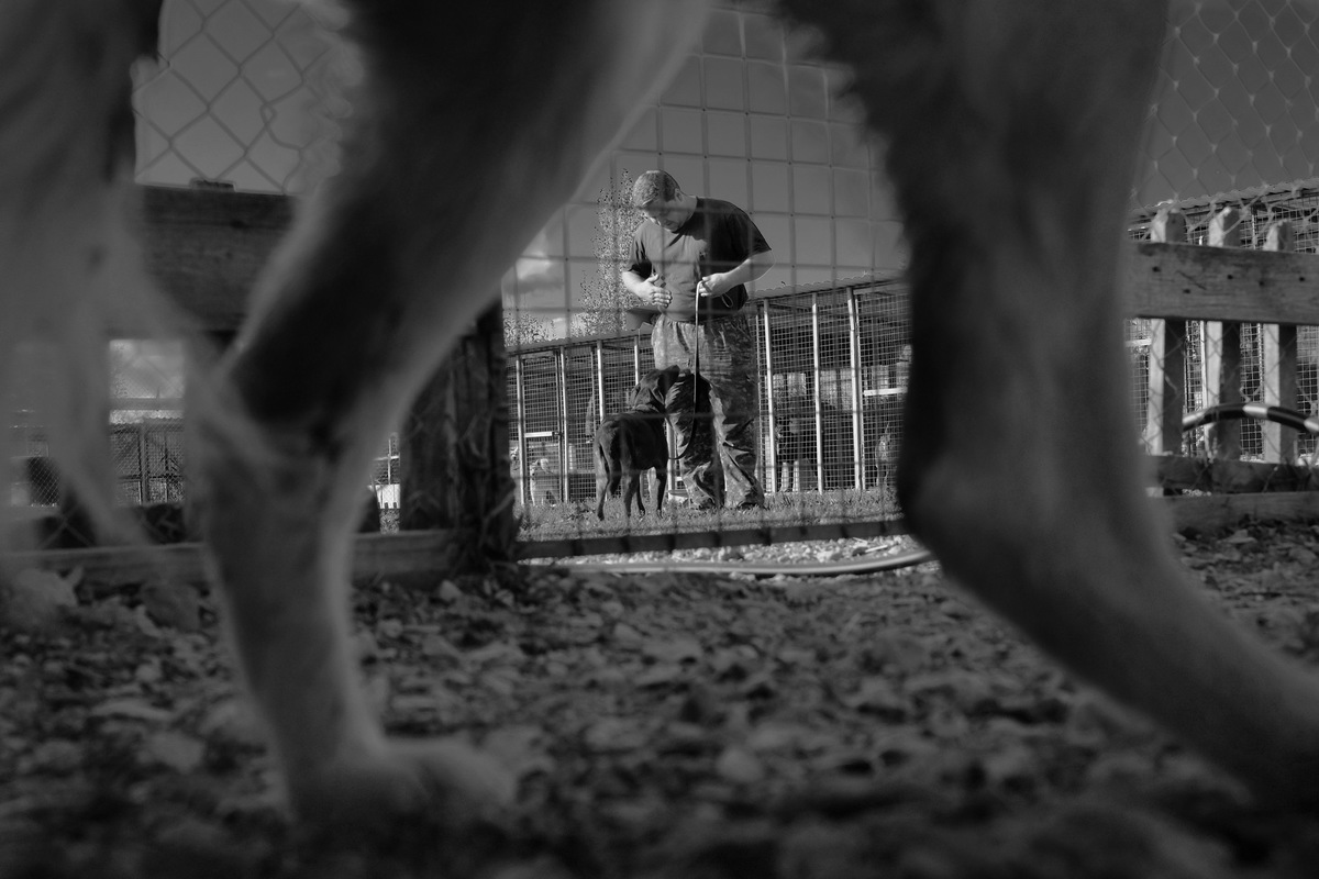 Верные друзья