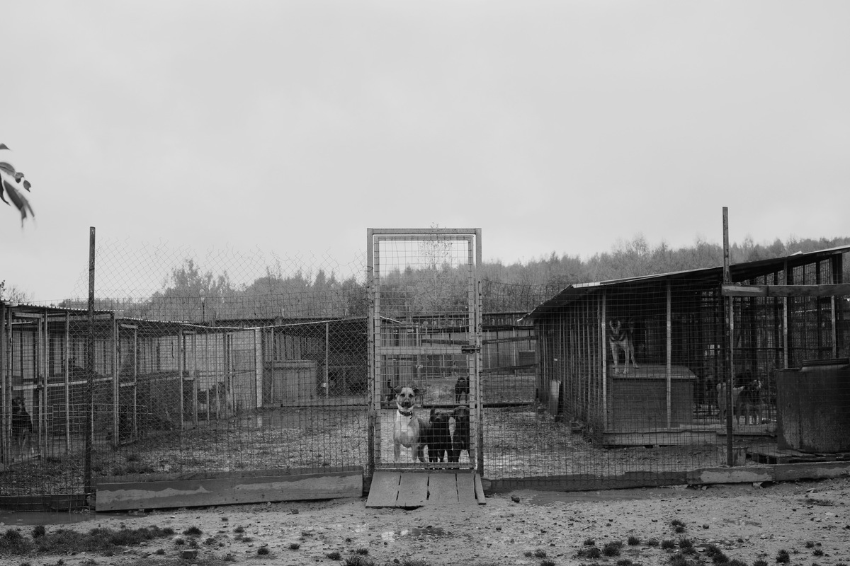 Верные друзья