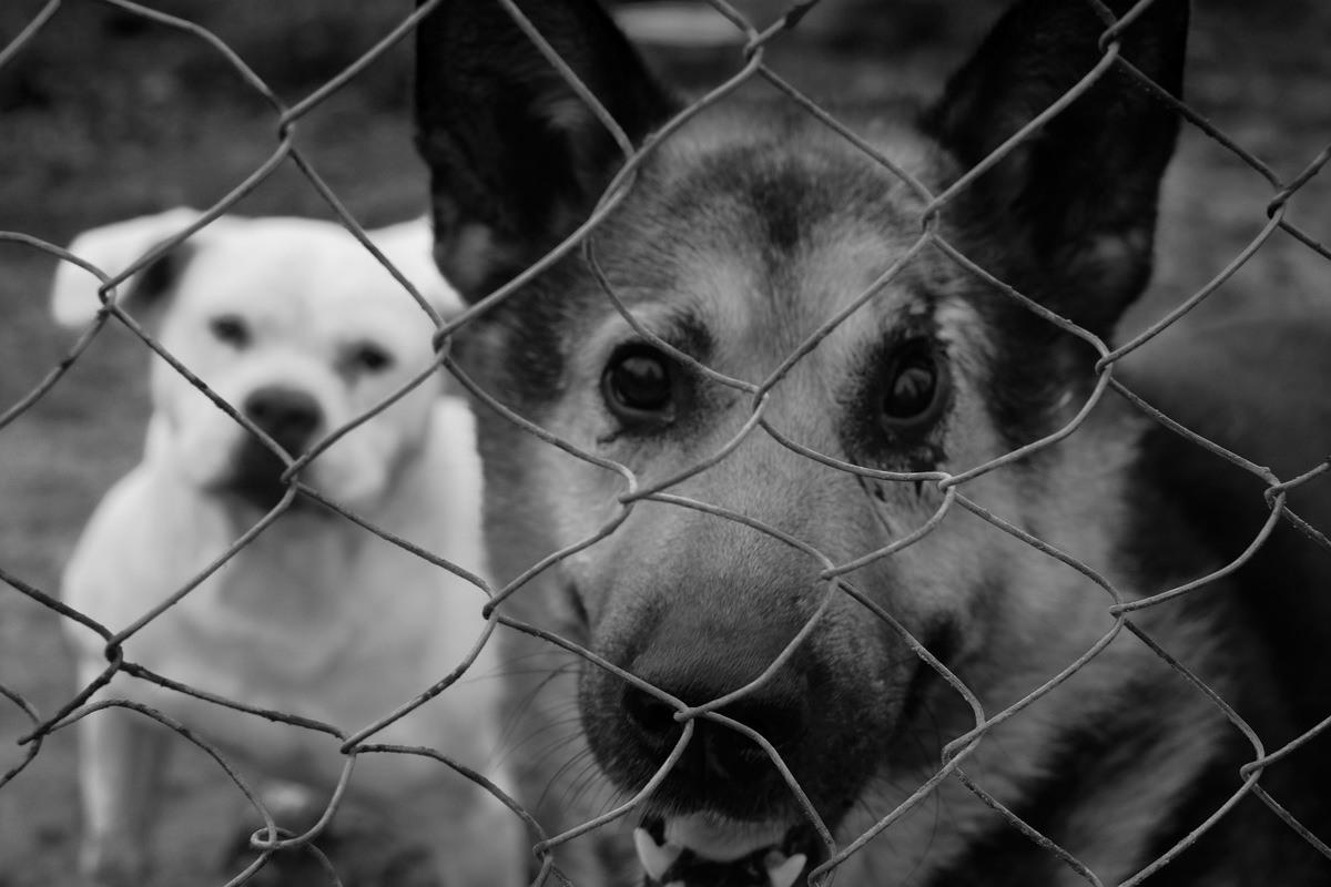 Верные друзья