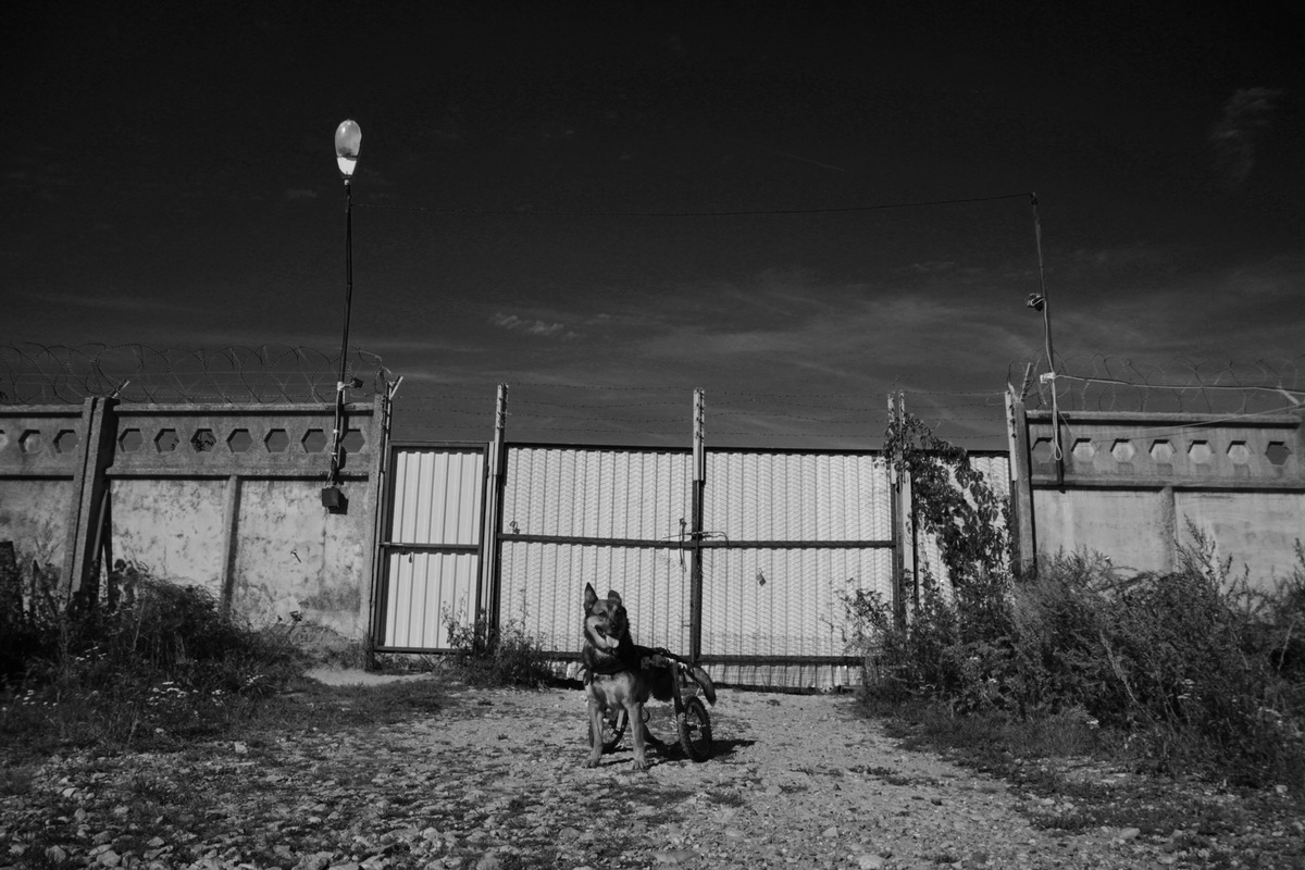 Верные друзья