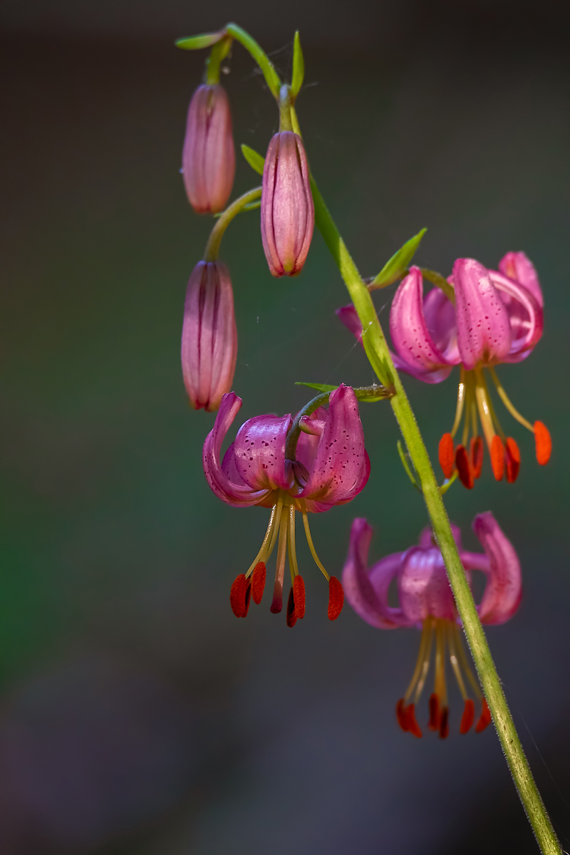 V šere horských smrečín