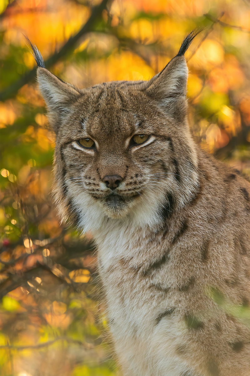 Lynx lynx