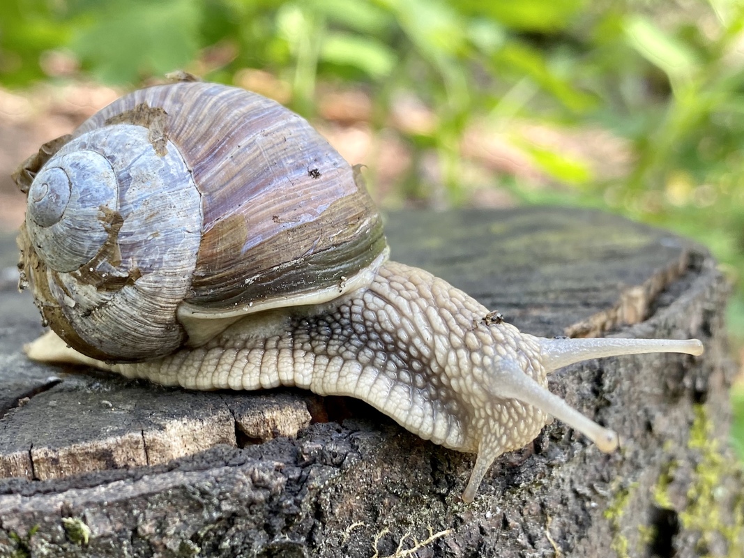 Ранковий равлик