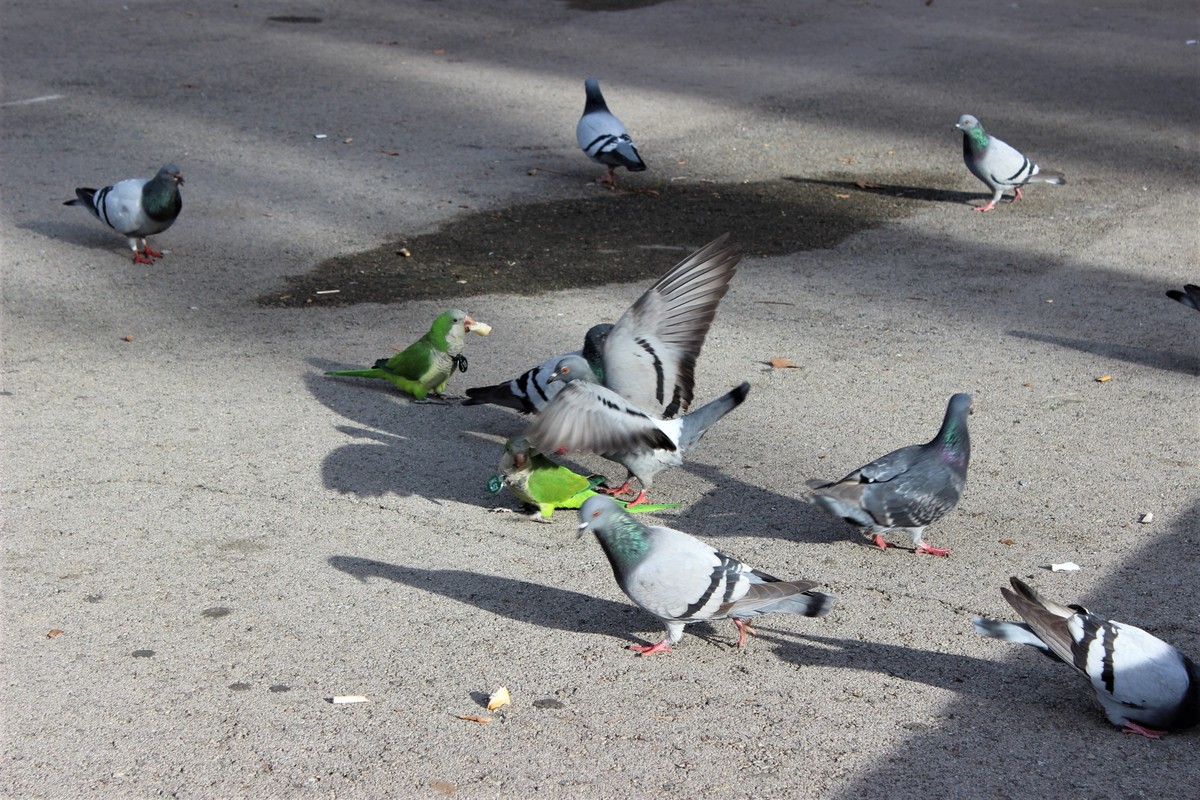 Протистояння папуг та голубів