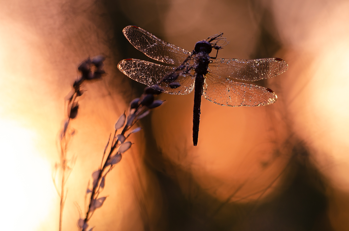 Вечірня заграва