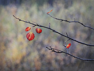 Три параллели