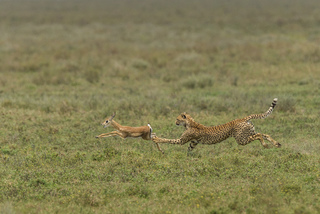 CHEETAH CHASE