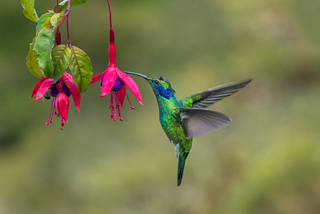 HUMMING BIRD DRAWING NECTAR