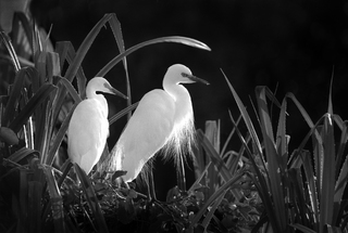 EGRET PAIR
