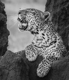 LEOPARD RESTING