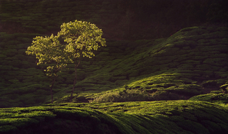 TEA PLANTATION