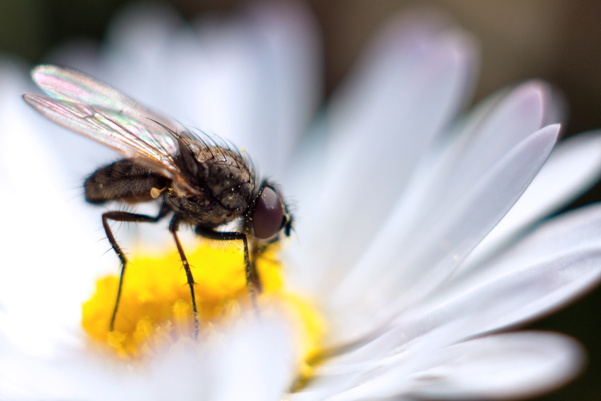 Fly pollination 2