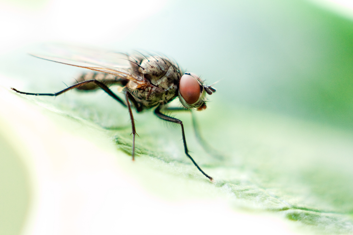 Fly on a holly leaf