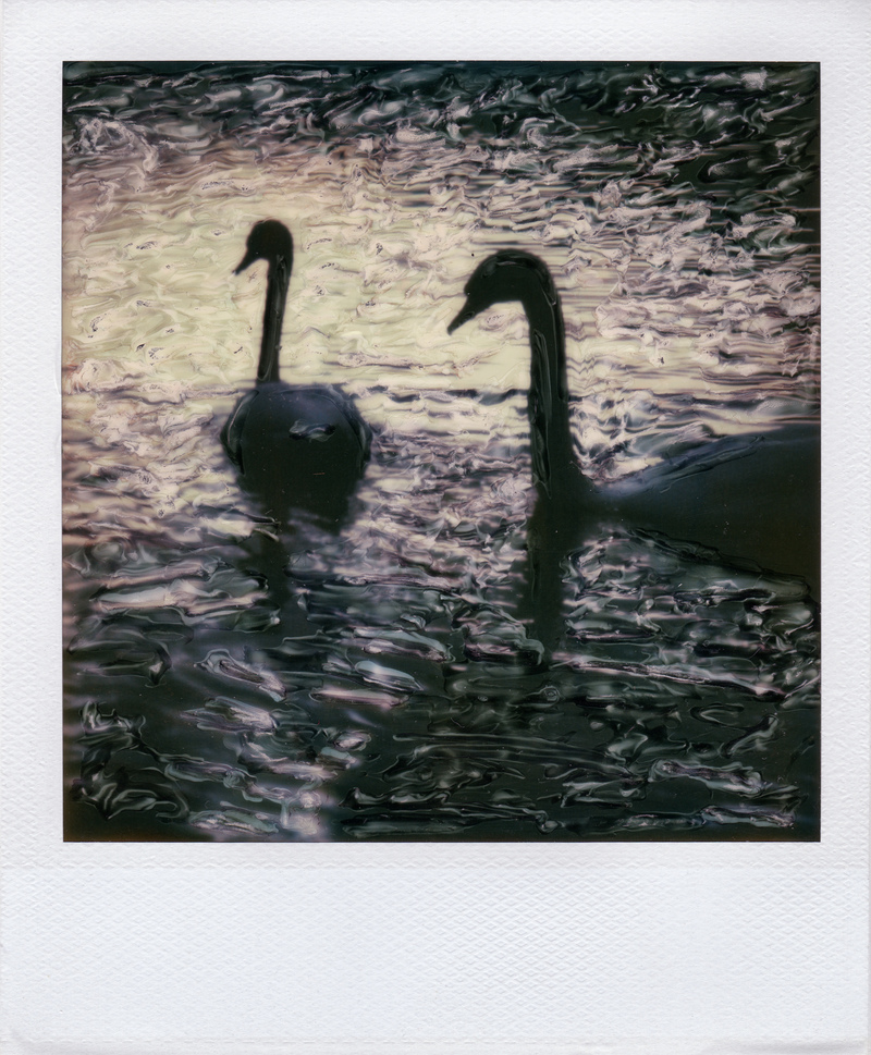 Swans, Afritzer See (Polaroid SX70).jpg