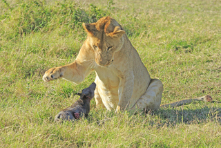 lion and fearless hoglet